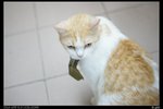 nEO_IMG_DSC00895_縮小大小