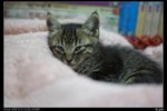 nEO_IMG_DSC00930_縮小大小