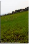 IMG_9809 copy