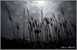 IMG_5015 copy