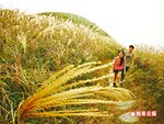 10fe215p