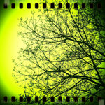 Green Tree @ Rain