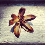 Nut fall from the tree! ~: )
