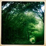 Bamboo Wave
