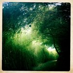 Bamboo Wave