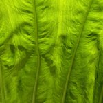 IMG_4895