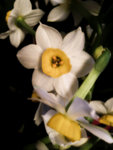 水仙花 narcissus