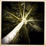 coconut tree @ night