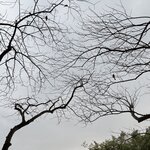 IMG_7505