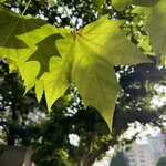 IMG_4312