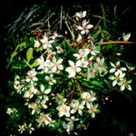 Flowers at the roadside in Cheung Chau