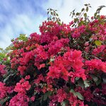 IMG_7921