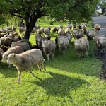 IMG_3530