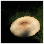 mushroom under the shadow