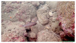 Doublebar Cardinalfish