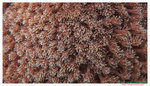 Flower Pot Corals