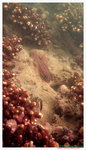 Doederlein's Cardinalfish