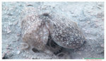 八爪魚 Octopus