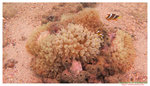 Yellowtail Clownfish 小丑魚