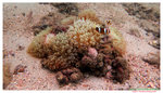 Yellowtail Clownfish 小丑魚