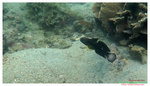 Whitebarred goby尾斑鈍鰕虎魚