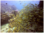GOPR0301a
