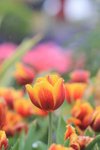 IMG_0587