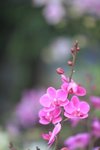 IMG_0650