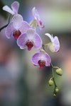 IMG_0741