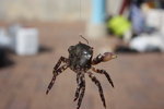 IMG_0856