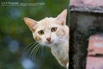 DSC_4540_m