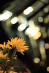 Chrysanthemum and the Bokeh (1)