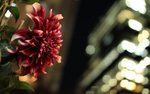 Chrysanthemum and the Bokeh (2)