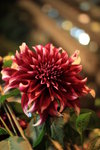 The Beauty of Red Chrysanthemum and the Bokeh