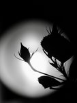 Night - Light - Shadow & Flower