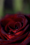 The tears of a Velvet Red Rose