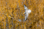 _DSC1477-DxO_DeepPRIME-3r