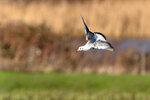 _DSC9111-ARW_DxO_DeepPRIMEXD-Enhanced-SRr