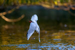 _DSC9444-ARW_DxO_DeepPRIMEXDr