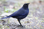 Formosan Whistling-Thrush（台灣紫嘯鶇） _38T0067r