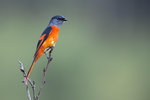 Grey-chinned Minivet（迴喉山椒鳥）
_38T0320r