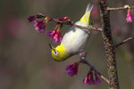Japanese White-eye（綠繡眼）_38T1076r