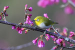 Japanese White-eye（綠繡眼）_38T1179r