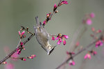 Taiwan Yuhina（冠羽畫眉）_38T1712r