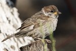 Eurasian Tree Sparrow （樹麻雀）, 15 cm
003A1391r