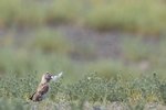 Rock Sparrow （石雀）, 15 cm
003A2076r
