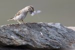 Rock Sparrow （石雀）, 15 cm
003A2081r