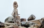 Little Owl（縱紋腹小鴞），23 cm
003A2094M0_HDR r