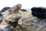 Little Owl（縱紋腹小鴞），23 cm
003A2103r