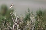 Rufous-tailed Shrike（棕尾伯勞），19 cm
003A2713r